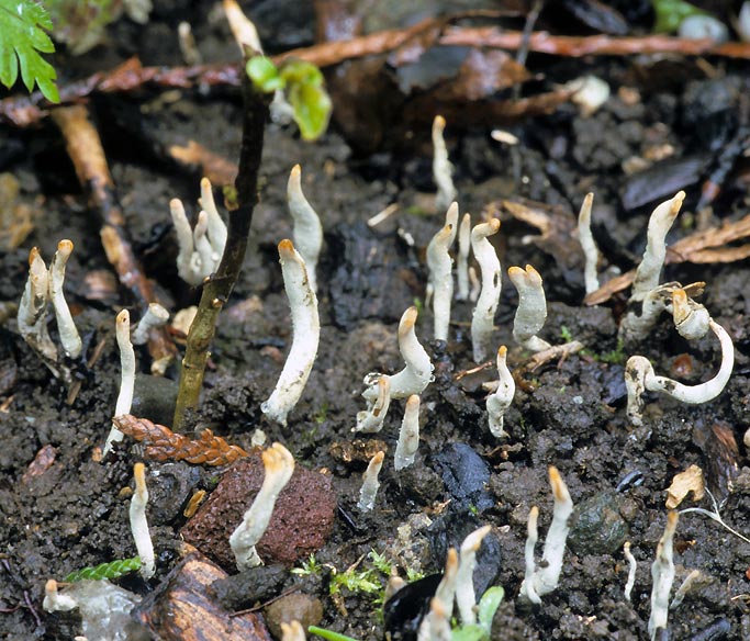 Xylaria cornu-damae